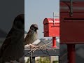 seeing the mailbox! #shortsviral #shorts