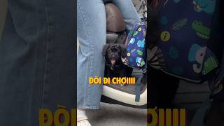 Chú chó lạc P4