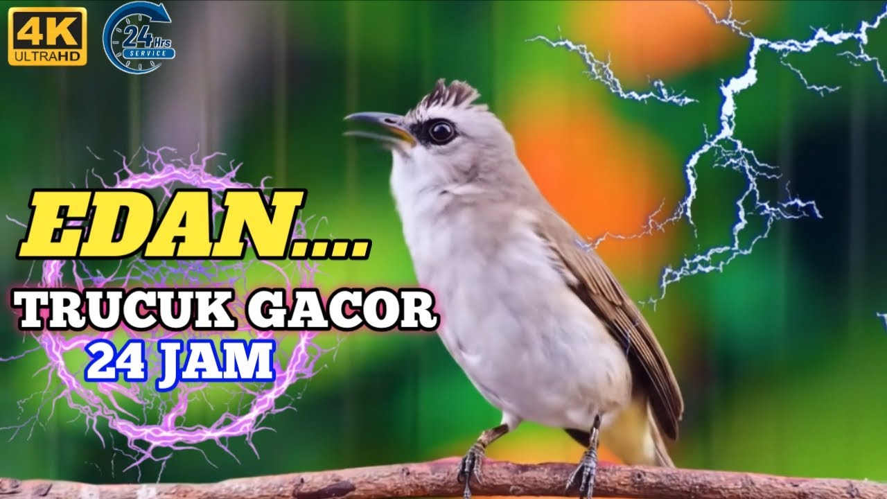 TRUCUKAN GACOR NONSTOP TANPA HENTI DI PAGI HARI UNTUK PANCINGAN BURUNG LAIN