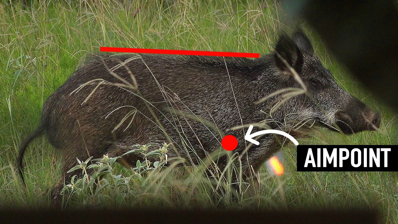 JUMPING THE STRING! Can Fast Arrows BEAT a DEER or PIG? 🏹 🦌 YouTube