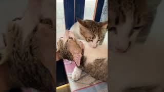 #cat #kitten #pets #cutecat #catvideo