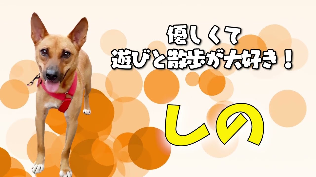 新しい紹介動画ができました🎬