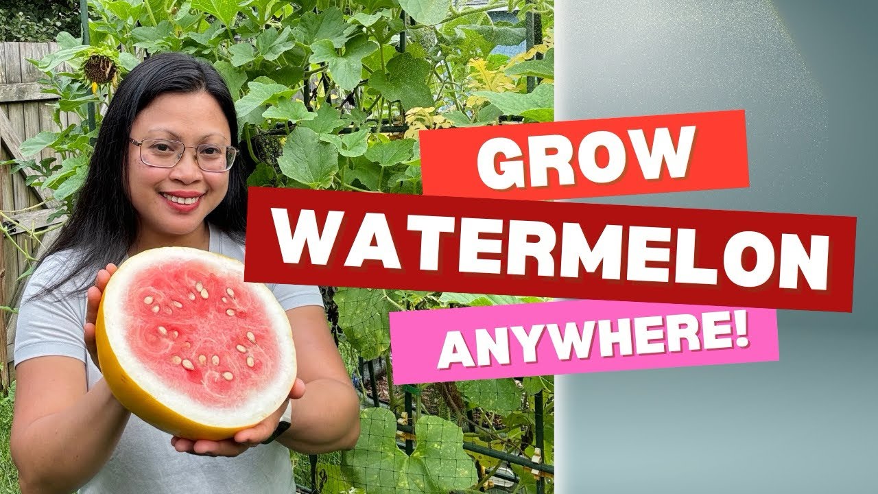 How to Grow Watermelon in a Small Space | 10 Tips for Big Harvests in Tiny Gardens