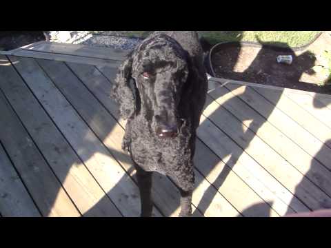 sidney-the-standard-poodle---gets-a-haircut!!