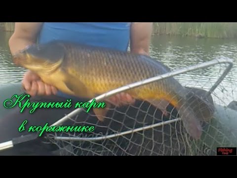 ловля огромных карпов удочкой с кивком ловля огромных карпов удочкой с кивком