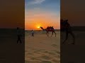 beauty of Rajasthan ✨#jodhpur #rajasthani #jaipur #desert #camel #travel #colors #bluecity