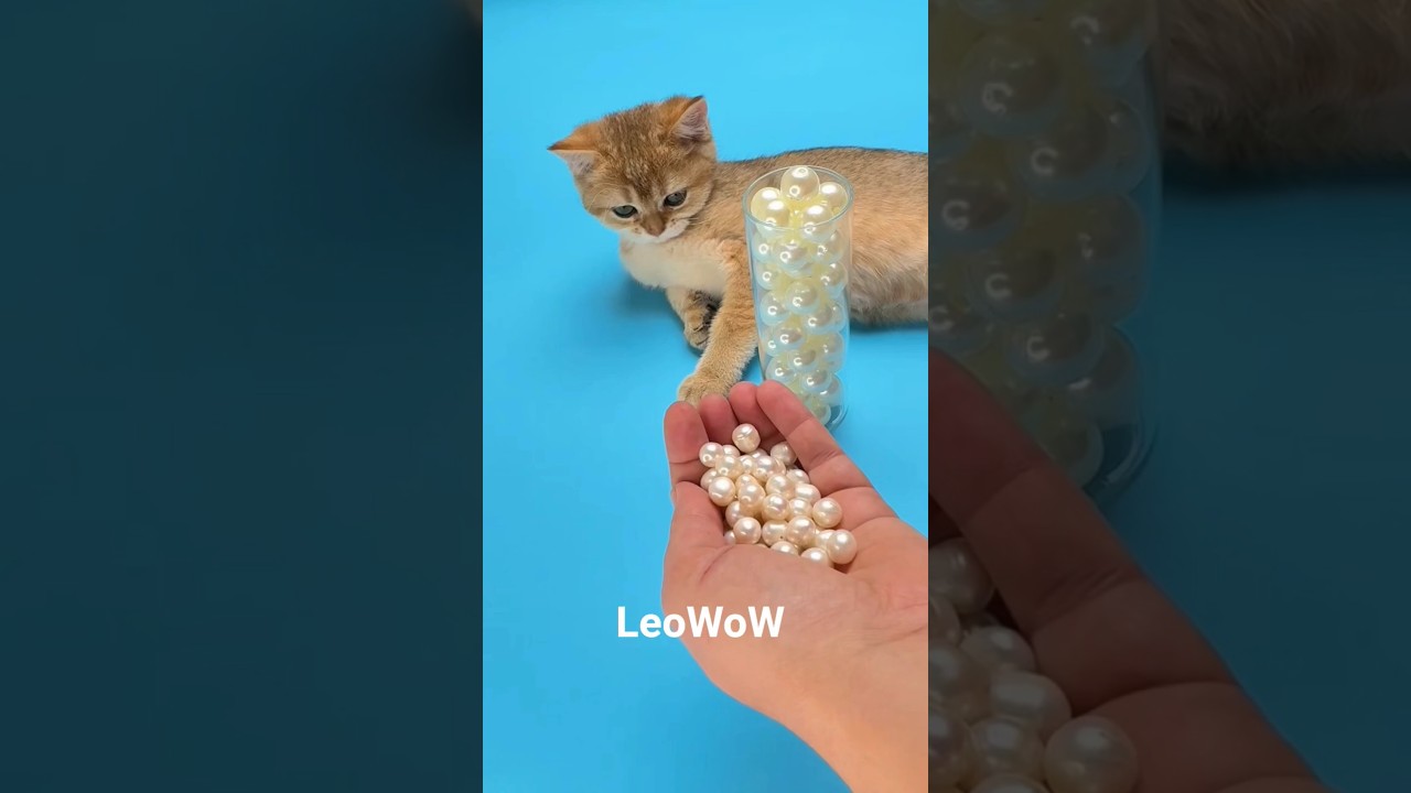Satisfying ASMR Beads Rain with Magic Cat LEO 🐱💫 | Relaxing Short Video 