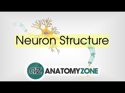 Neuron Structure - Neuroanatomy Basics - Anatomy Tutorial