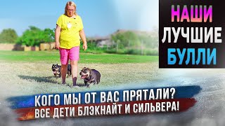 5 собак породы Американский Булли из нашего лучшего помета! Какими стали в 1,5 года? Будут плавать?