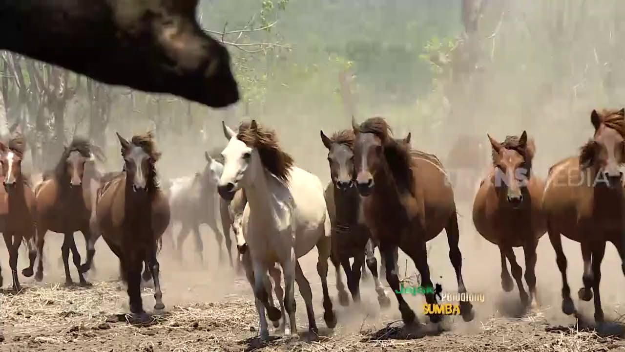 JEJAK PETUALANG | KUDA, TRADISI & MANFAAT (21/02/21) Part 1