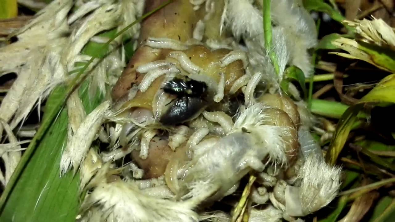 Maggots eating a dead cat YouTube