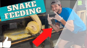 Feeding Our Snakes! |  Burmese Python Corn Snakes And More! Jurassic Elements
