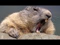 Animals Screaming Like Humans - Cutest Animal Videos Compilation 2018 [BEST OF]