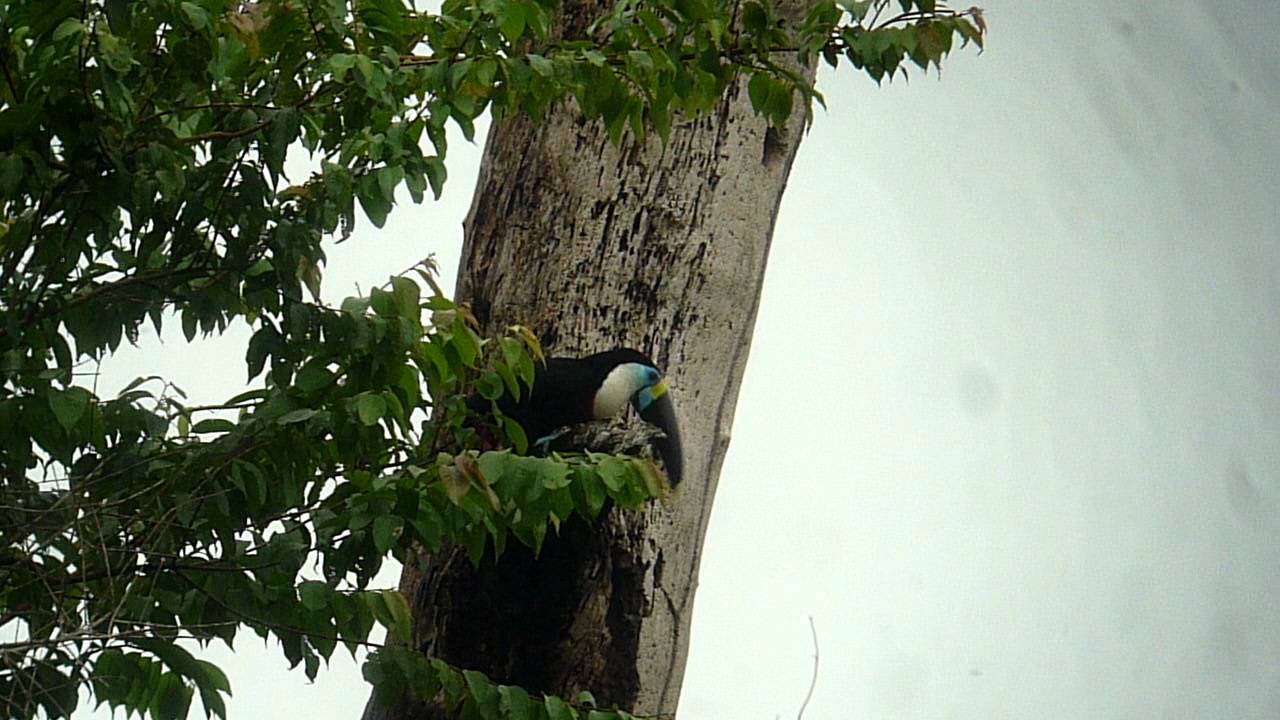 White-throated Toucan Eating Termites at the Yasuni 