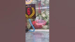 Giveaway Kamfa F3 Mongkol - saat ini size  /- 16cm, video saat CHD. #breeding #thailand #f3 mongkol