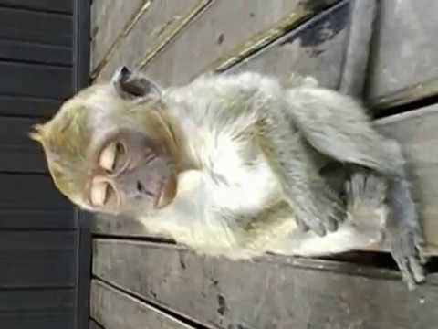  Monyet  mengantuk sleepy monkey YouTube