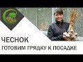 Чеснок - готовим грядку для посадки