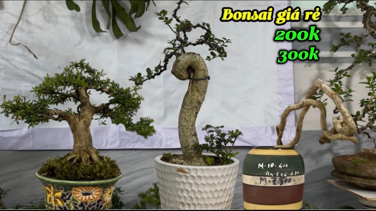 Bonsai triều võ-bán cây giá rẻ mai, sam, duối, dương quái 