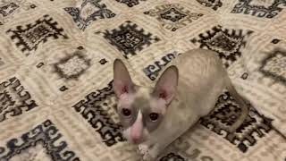 Cornish Rex kitty begging for attention by ReikiRex Cornish Rex Cats 109 views 3 years ago 1 minute, 16 seconds