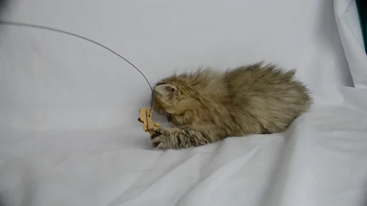 Watch the video about Persian Kittens For Sale. Video Persian Kittens For Sale