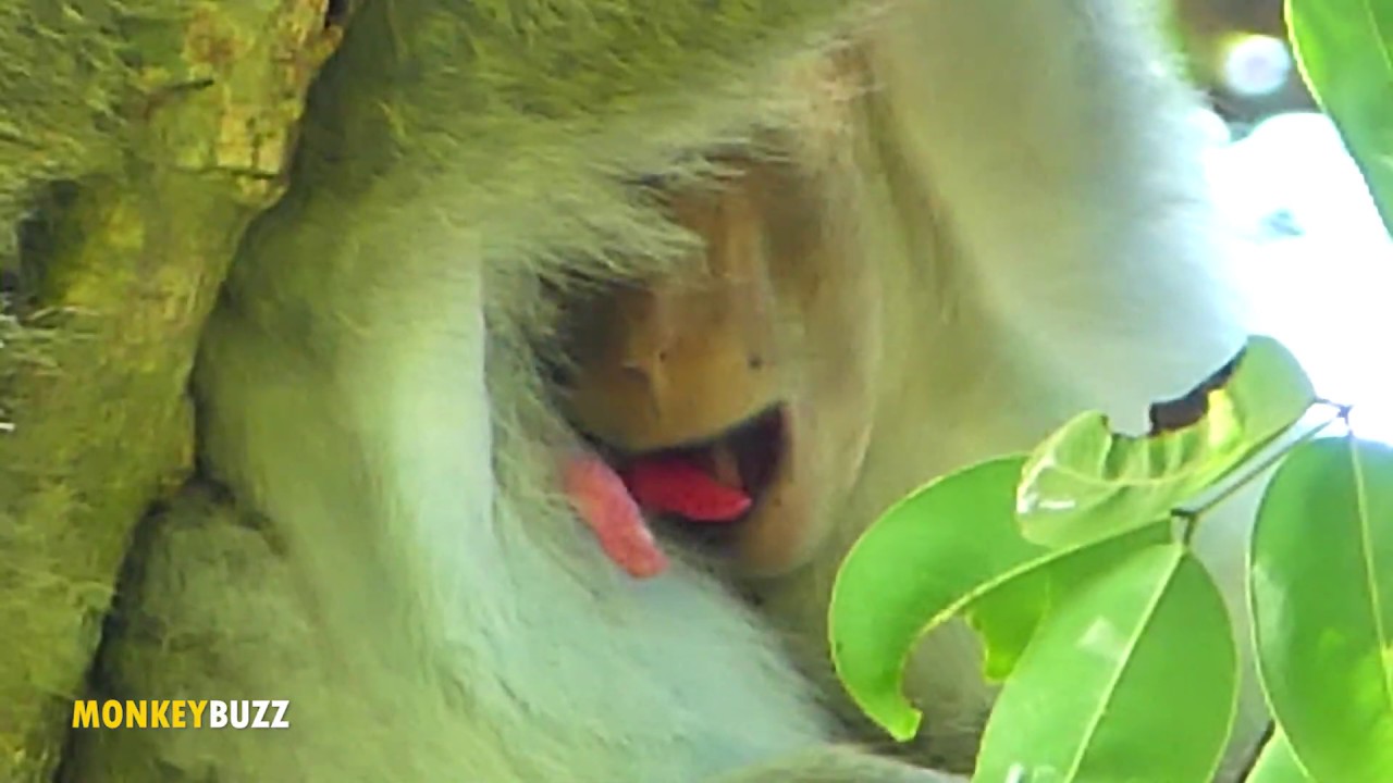 OMG! Brat Janet Stealing Milk Janna Daily, Jane Don't Mind Janet Get Milk