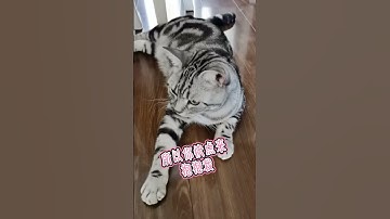 Must Watch Cat Videos 2021| Baby Cats - Cute and Funny Cat Videos Compilation #Baby-cats-KKS #Short