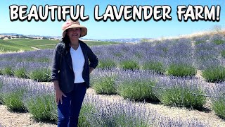 Visiting A Lavender Farm/ Hambly Lavender Farm