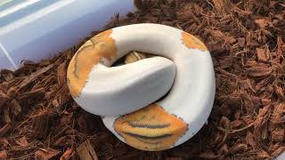 Hypo Pied (Ghost Pied)