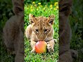 🦁 Lion Eating Sweet Mango in Jungle | Funny Wild Animal Moments 🥭🔥 #animalover #bigcatswildlife