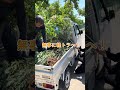 紅葉を植える！