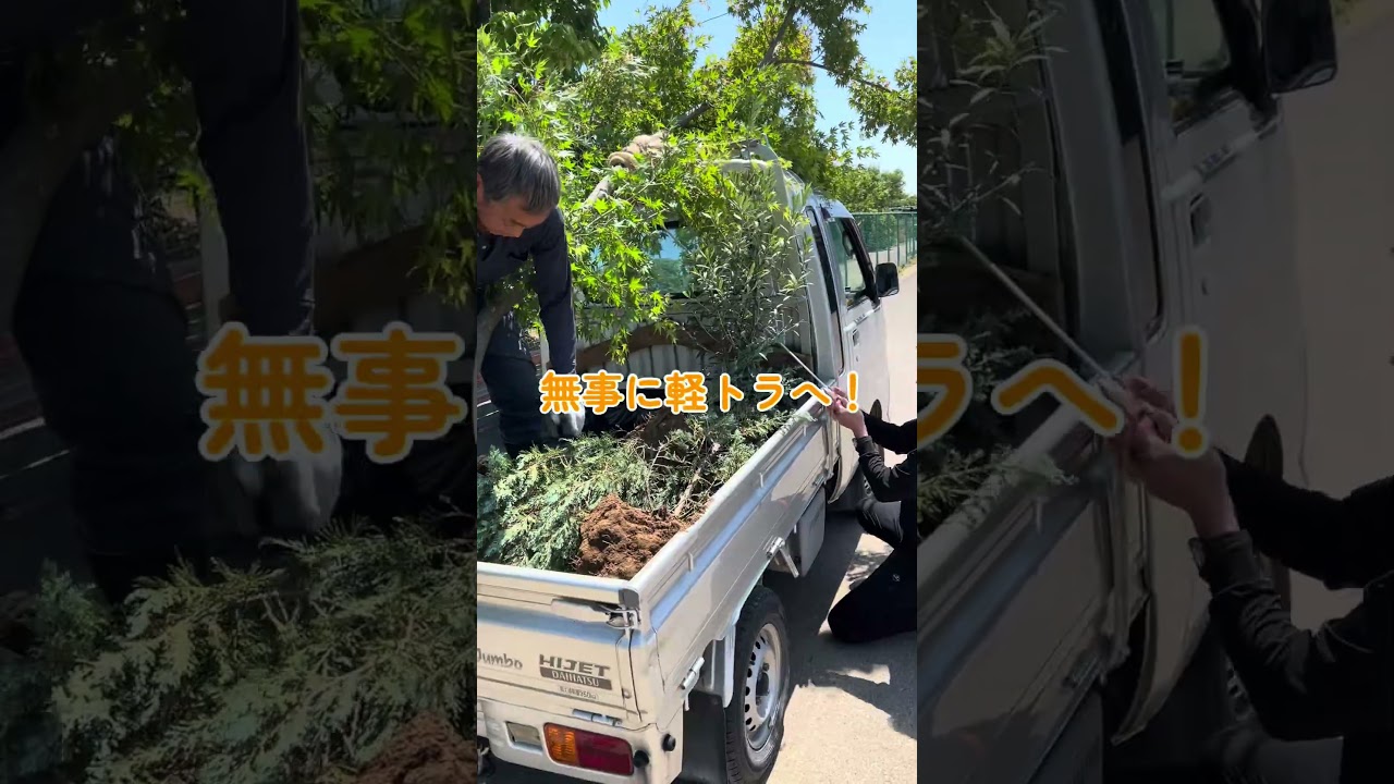 紅葉を植える！