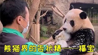 福寶：媽媽打我，我要跟爺爺告狀，讓爺爺收拾媽媽！#福宝 #爱宝 #熊猫 #娱乐 #搞笑 #热门1