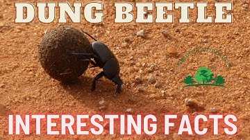 Dung Beetle: Interesting facts, rolling poop and navigation | Nature Connection