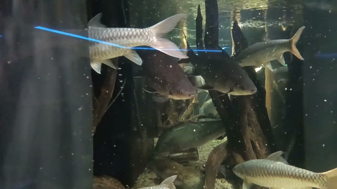 ゴールデンマハシールとボニーリップバルブ【カワスイ 川崎水族館】【Tor putitora/Osteochilus Melanopleura】