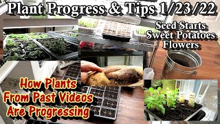 Tips & How My Herbs, Flowers, Sweet Potatoes and Seed Starts are Progressing: TRG Update 1/23/22