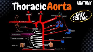 Arteries of the Thorax (Thoracic Aorta)