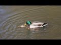 Enten im Frühling, Ducks in Spring 2016