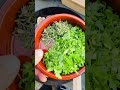 Txogitxu Rumpsteak 🥩 Leckeres Steak trifft auf Pilzsalat! Lass dich inspirieren.  🎥...