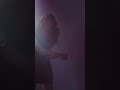 Happy 8️⃣th to this video, directed by our dear friend @suzcek ✨💖🐺  #onthisday #alternative