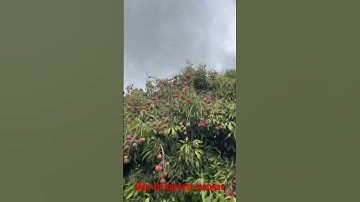 #hawaii#new technique#harvest#Lychees#amazing