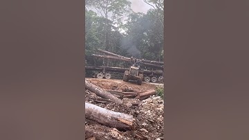 wheel loader loading logs with high skills#alatberat#kayubalak#logs#heavymachine#loggingtruk