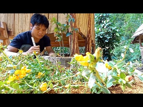 Feeding Chickens, Growing Flowers, Future Life, Episode 58