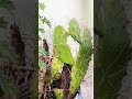 Cactus 🌵 with Flowers || #like_share_subscribe #pahadi #youtubeshorts #trending #uttarakhand