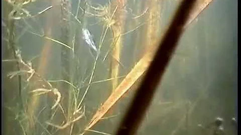 © Трёхиглая колюшка (Gasterosteus aculeatus)