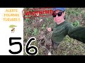 Alerte fourmis tueuses  d arbres  vlog 056