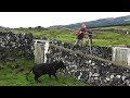 Trabalhar Com Perigo - Working With Danger - JAF Cattle Ranch - Terceira Island Azores