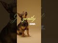 Teach Dog to Roll