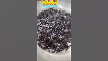 Cá thác lác giống, thác lác cườm, nàng hai 0909 77 0509 #trại_cá_giống_út_me #cá_giống #cá #fish
