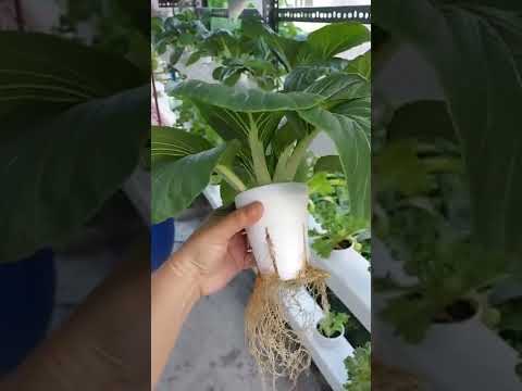 Video: Regrowing Bok Choy Plants - Paano Muling Palakihin ang Bok Choy Sa Tubig