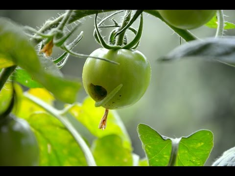 Tomaten schädlinge